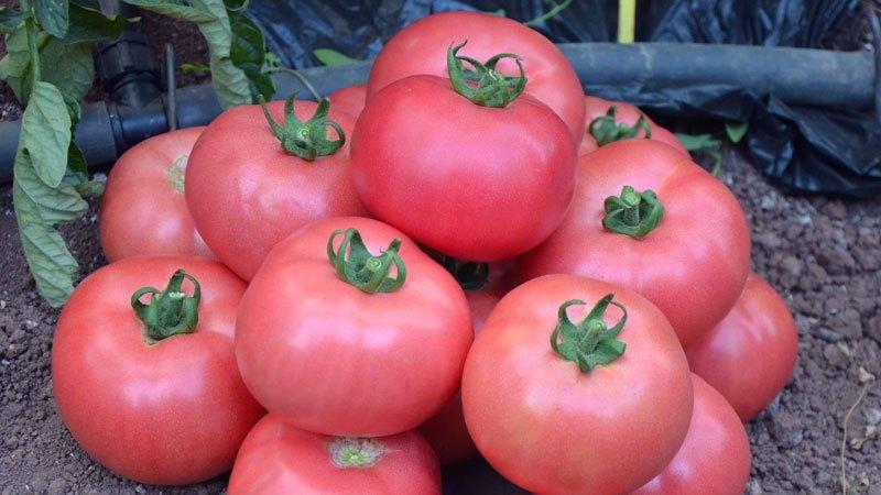 Top besten Sorten von rosa Tomaten