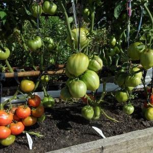 Universelle frühreifende Tomatensorte - Tomate Morgentau