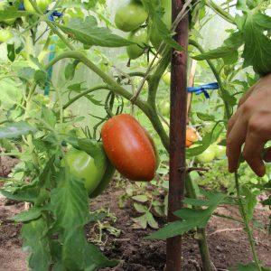 Universelle frühreifende Tomatensorte - Tomaten-Morgentau