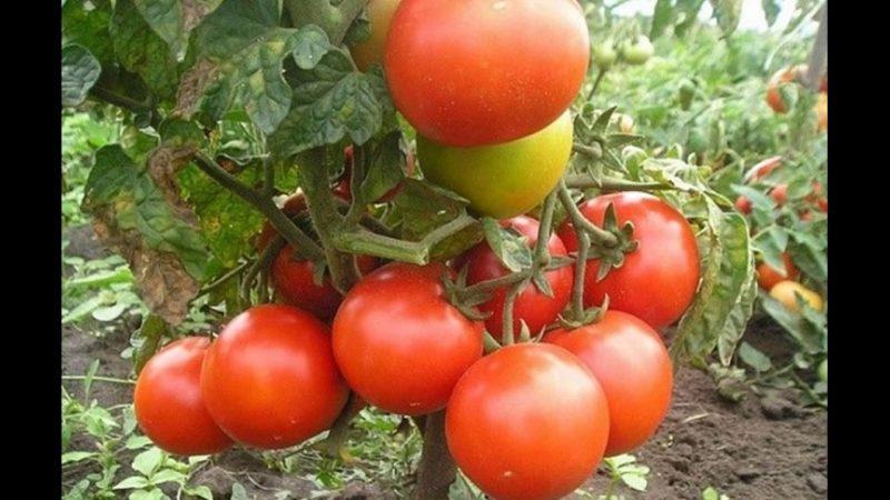 Krankheitsresistente und pflegeleichte Gina-Tomate - Ein praktischer Leitfaden für das Wachstum