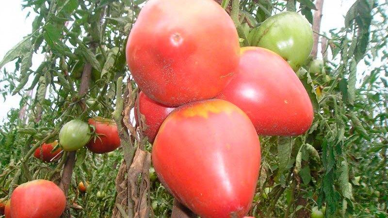 Köstlicher, saftiger und duftender Riese im Garten - die Volovye Heart Tomate