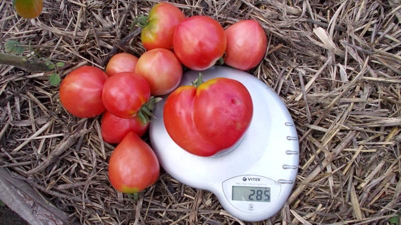 Köstlicher, saftiger und duftender Riese im Garten - die Volovye Heart Tomate