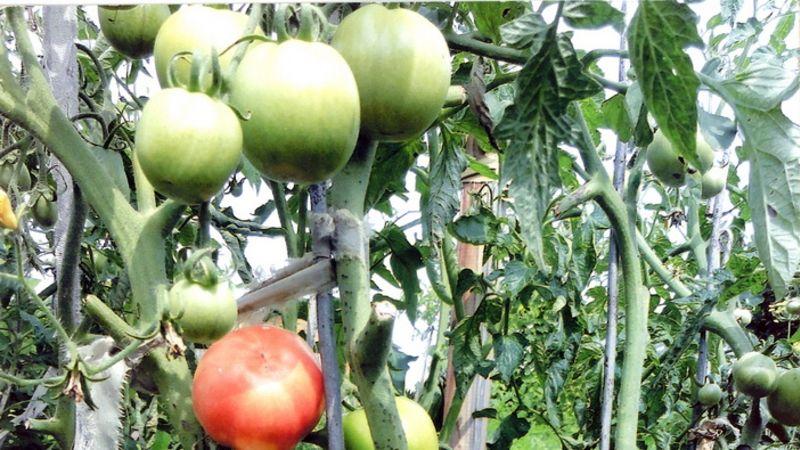 Köstlicher, saftiger und duftender Riese im Garten - die Volovye Heart Tomate