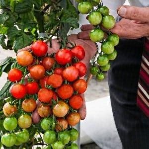 Wir bauen winzige Tomaten im Garten und zu Hause an - Pugovka-Tomaten und die Feinheiten der Pflege