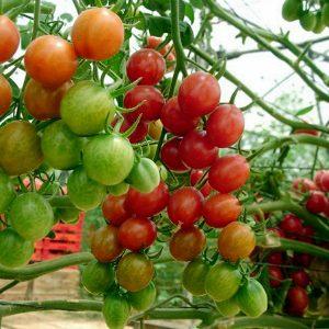 Wir bauen winzige Tomaten im Garten und zu Hause an - Pugovka-Tomaten und die Feinheiten der Pflege