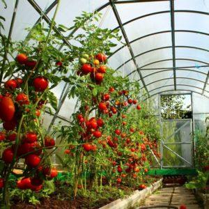 Anbau von Tomaten im Gewächshaus: Schritt-für-Schritt-Anleitung für unerfahrene Gärtner und Ratschläge von erfahrenen Kollegen