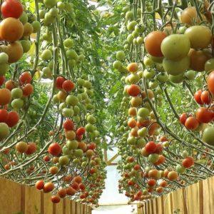 Anbau von Tomaten im Gewächshaus: Schritt-für-Schritt-Anleitung für unerfahrene Gärtner und Ratschläge von erfahrenen Kollegen