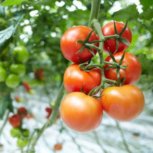 Anbau von Tomaten im Gewächshaus: Schritt-für-Schritt-Anleitung für unerfahrene Gärtner und Ratschläge von erfahrenen Kollegen