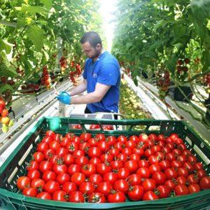 Anbau von Tomaten im Gewächshaus: Schritt-für-Schritt-Anleitung für unerfahrene Gärtner und Ratschläge von erfahrenen Kollegen