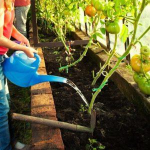 Anbau von Tomaten im Gewächshaus: Schritt-für-Schritt-Anleitung für unerfahrene Gärtner und Ratschläge von erfahrenen Kollegen