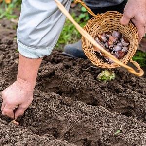 Stabil produktiver, unprätentiöser und krankheitsresistenter Knoblauch Lyubasha - wir wachsen auf unserer Website