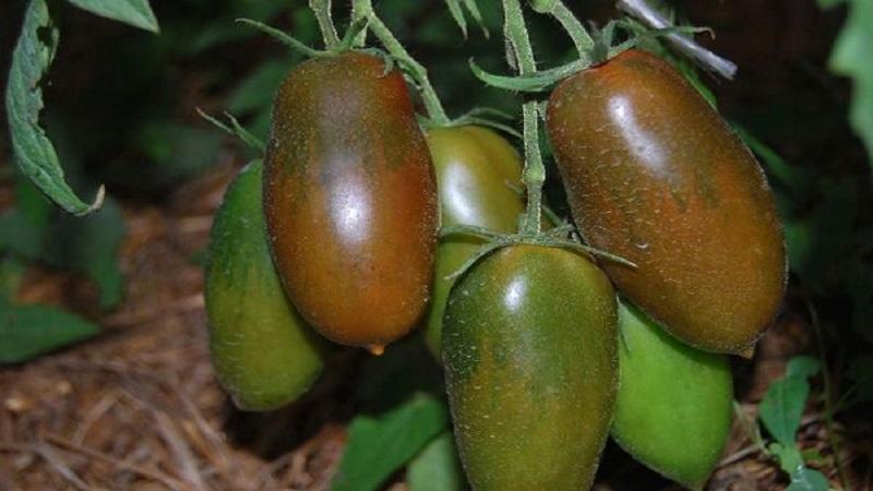 Warum schwarze Tomaten von Sommerbewohnern so angezogen werden