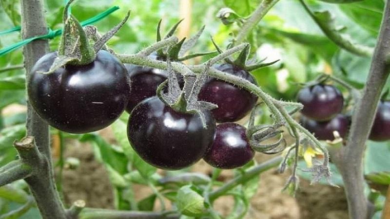 Warum schwarze Tomaten von Sommerbewohnern so angezogen werden