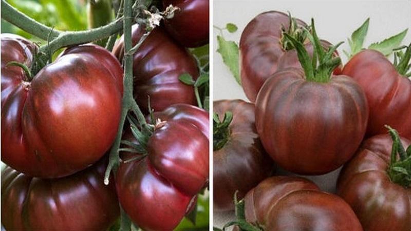 Warum schwarze Tomaten von Sommerbewohnern so angezogen werden