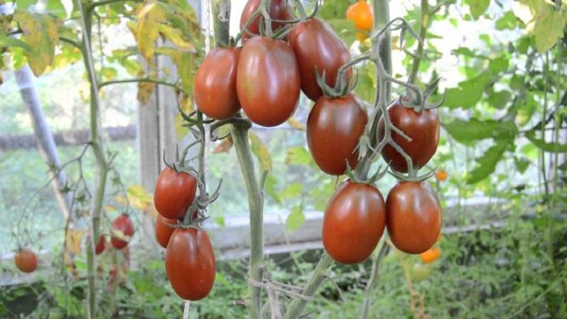 Warum schwarze Tomaten von Sommerbewohnern so angezogen werden