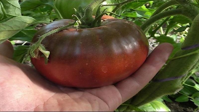 Warum schwarze Tomaten von Sommerbewohnern so angezogen werden