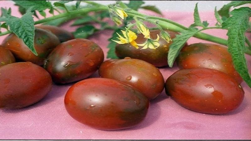 Warum schwarze Tomaten von Sommerbewohnern so angezogen werden