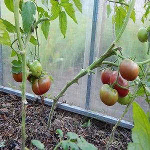 Warum schwarze Tomaten von Sommerbewohnern so angezogen werden