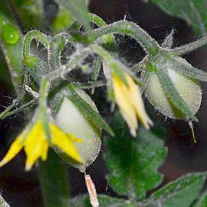 Geheimnisse der Pflege von Tomaten zur Steigerung des Ertrags: Wie man Tomaten während der Blüte und Frucht füttert