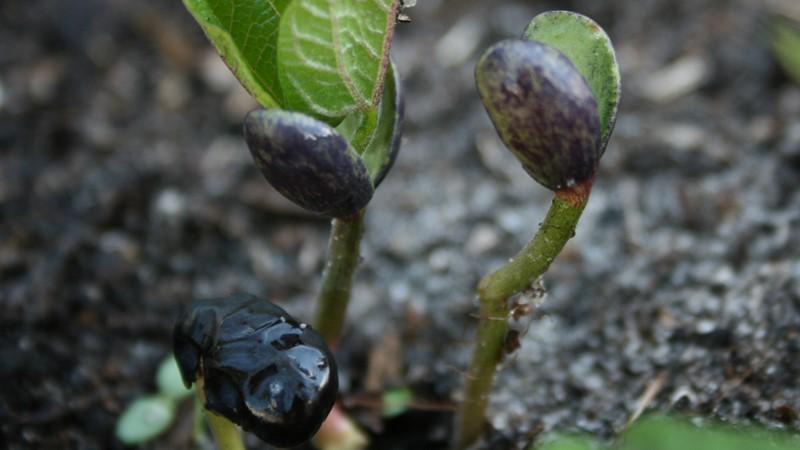 So bauen Sie schwarze Bohnen auf Ihrer Website an und bereiten die resultierende Ernte richtig vor - die besten Rezepte