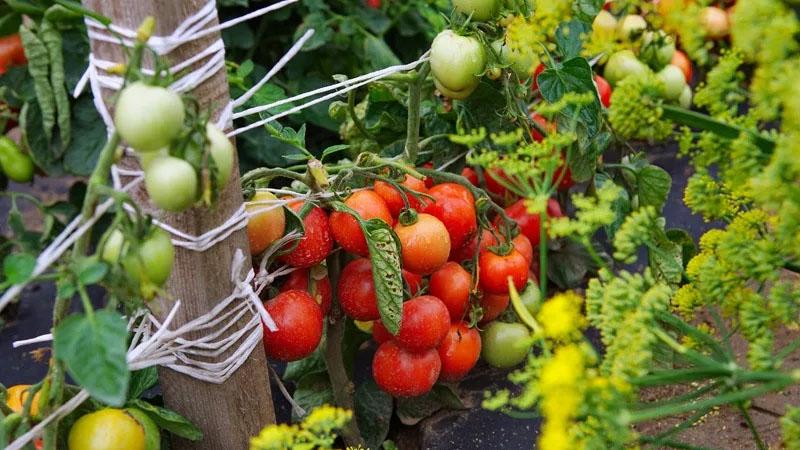 Früh reife, ertragreiche und vielseitige Tomate Dubok: Anleitung für den Anbau von A bis Z.