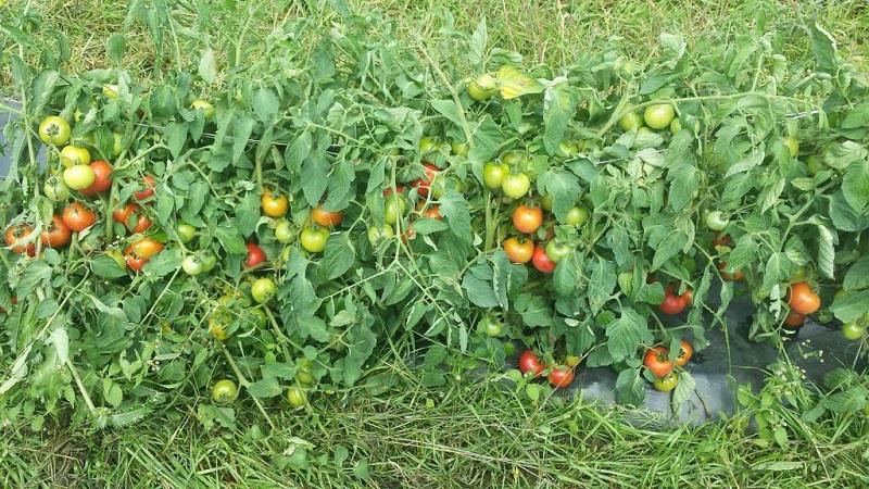 Früh reife, ertragreiche und vielseitige Tomate Dubok: Anbauanweisungen von A bis Z.