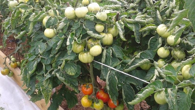 Früh reife, ertragreiche und vielseitige Tomate Dubok: Anleitung für den Anbau von A bis Z.