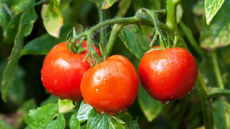 Früh reife, ertragreiche und vielseitige Tomate Dubok: Anleitung für den Anbau von A bis Z.