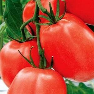 Hochertragreiche und unprätentiöse Benito-Tomate - die Geheimnisse einer reichen Ernte