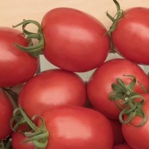 Hochertragreiche und unprätentiöse Benito-Tomate - die Geheimnisse einer reichen Ernte