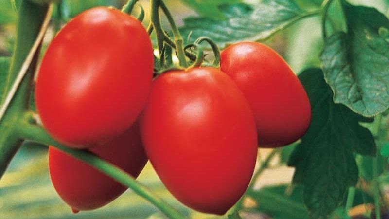 Hochertragreiche und unprätentiöse Benito-Tomate - die Geheimnisse einer reichen Ernte