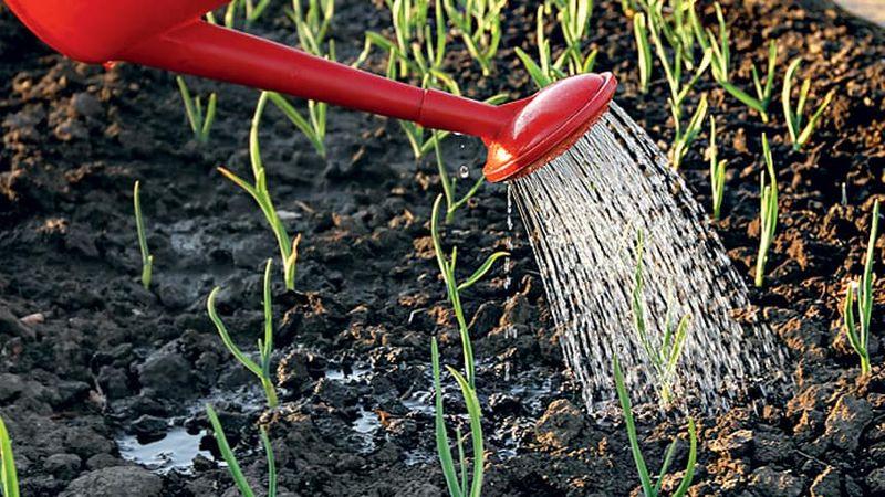 Wie, wann und wie man Knoblauch nach dem Winter füttert - Ratschläge von erfahrenen Gärtnern, um eine reiche Ernte zu erzielen