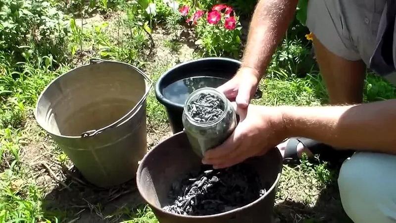 Wie, wann und wie man Knoblauch nach dem Winter füttert - Ratschläge von erfahrenen Gärtnern, um eine reiche Ernte zu erzielen