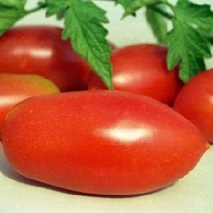 Tomato Lel, die bei Sommerbewohnern immer beliebter wird