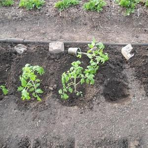 Tomato Lel, die bei Sommerbewohnern immer beliebter wird