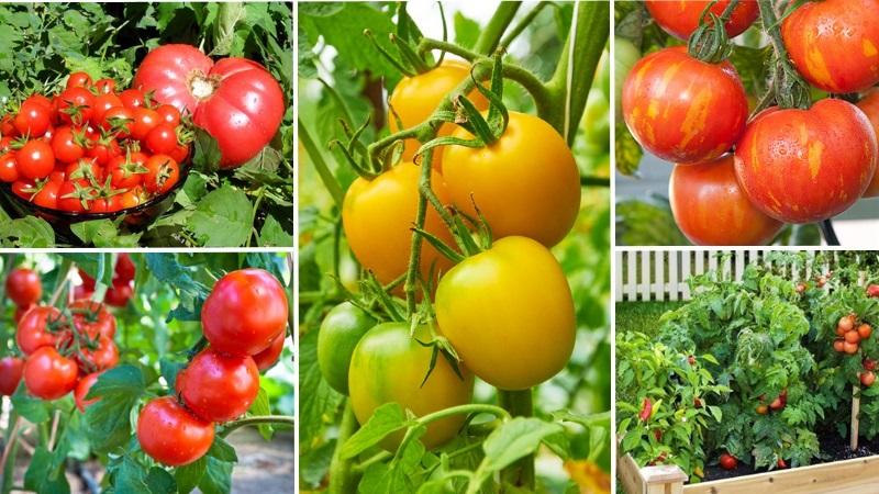 Wie man Tomaten schneller erröten lässt