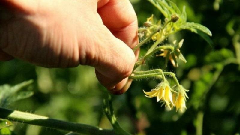 Wie man Tomaten schneller erröten lässt