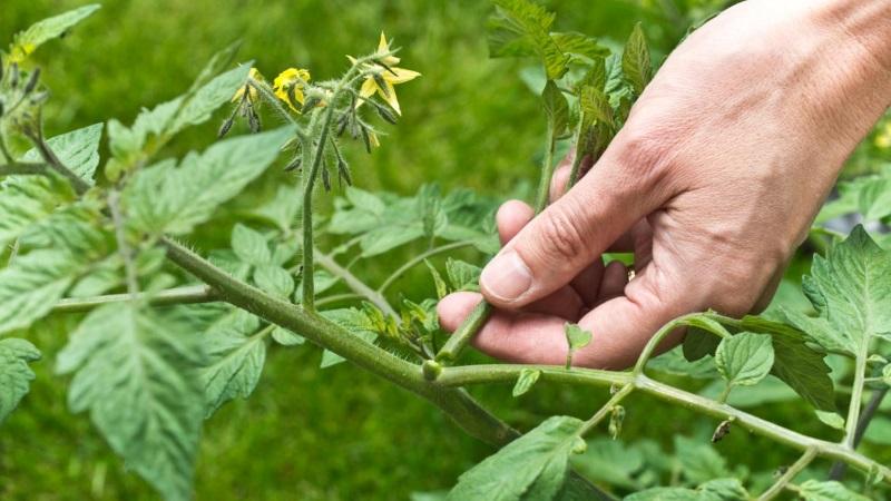 Wie man Tomaten schneller erröten lässt