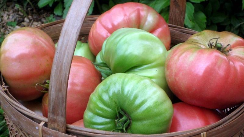 Wie man Tomaten schneller erröten lässt