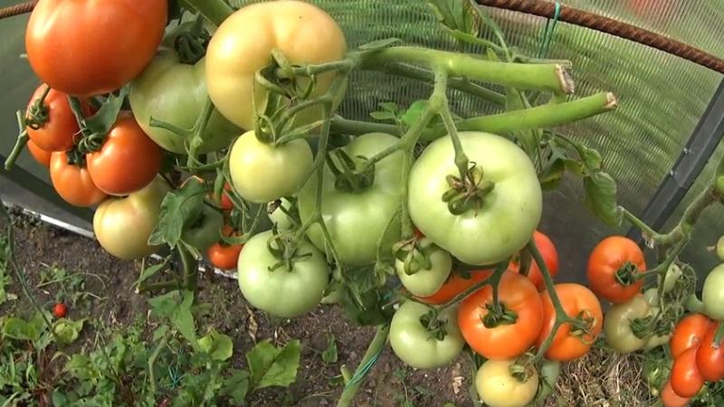 Wie man Tomaten schneller erröten lässt