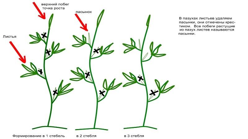 Indigo-Rosentomaten-Anbautechnologie für Anfänger und erfahrene Landwirte