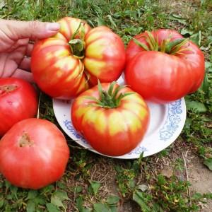 Ein vielversprechender Neuling bei Tomatensorten - die King of Kings-Tomate, die immer beliebter wird