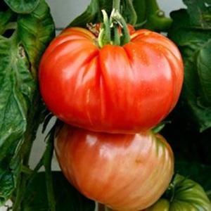 Ein vielversprechender Neuling bei Tomatensorten - die King of Kings-Tomate, die immer beliebter wird