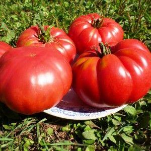 Ein vielversprechender Neuling bei Tomatensorten - die King of Kings-Tomate, die immer beliebter wird