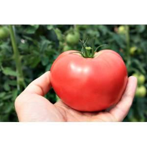 Ein vielversprechender Neuling bei Tomatensorten - die King of Kings-Tomate, die immer beliebter wird