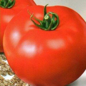 Ein vielversprechender Neuling bei Tomatensorten - die King of Kings-Tomate, die immer beliebter wird