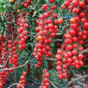 Wachsen Sie einfach und einfach eine Tomate Däumelinchen auf einer Fensterbank oder einem Sommerhaus gemäß den Anweisungen erfahrener Landwirte