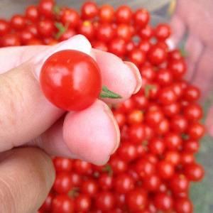 Wachsen Sie einfach und einfach eine Tomate Däumelinchen auf einer Fensterbank oder einem Sommerhaus gemäß den Anweisungen erfahrener Landwirte