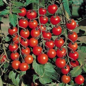 Züchten Sie einfach und einfach eine Tomate Däumelinchen auf einer Fensterbank oder einem Sommerhaus gemäß den Anweisungen erfahrener Landwirte