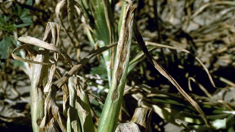 Wir behandeln Knoblauchkrankheiten selbst und beseitigen Schädlinge: wirksame Methoden und vorbeugende Maßnahmen